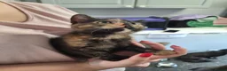 Mixed Breed cats for sale: Kittens - Advert 5