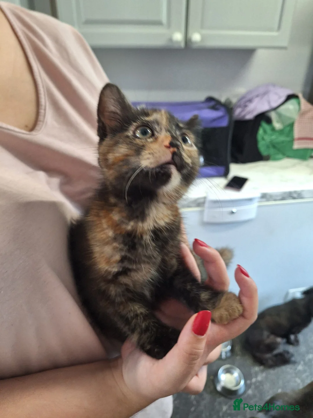 Mixed Breed cats for sale: Kittens - Advert 5