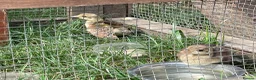 Peafowl poultry for sale: 2 Pea Chicks - Advert 7