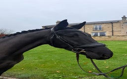 Danish Warmblood horses for sale: Jazz gelding with a definite future in dressage - Advert 3