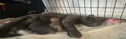 British Shorthair cats for sale: Baby British blue kittens 3 male 1 female  - Advert 2