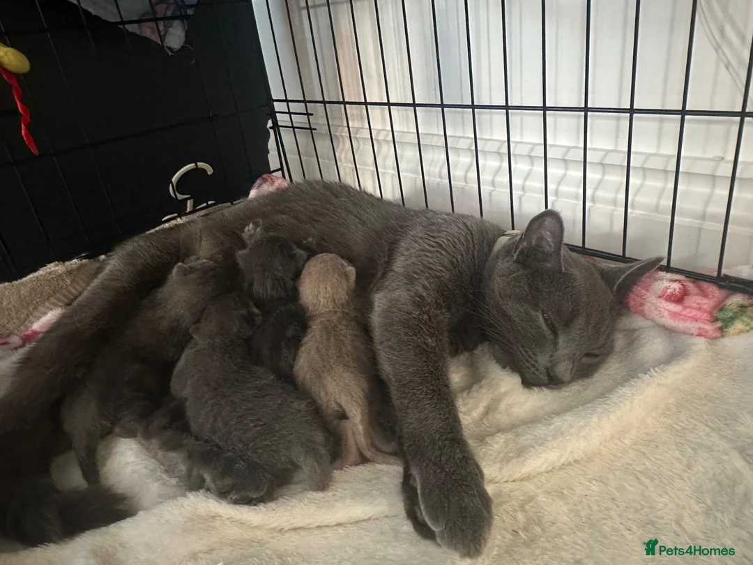 British Shorthair cats for sale: Baby British blue kittens 3 male 1 female  - Advert 2