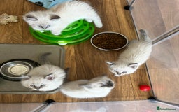 Ragdoll cats for sale: Ragdoll kittens - Image 13