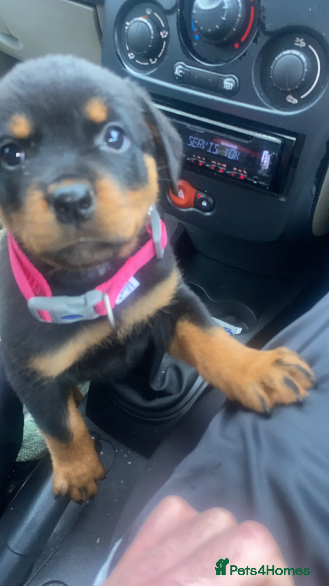 Rottweiler dogs for sale: Rottweiler Female For Sale - Advert 2