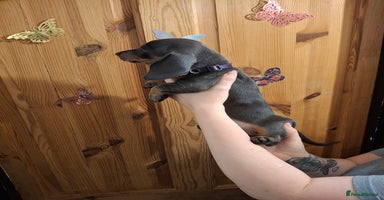Dachshund dogs - Advert 4