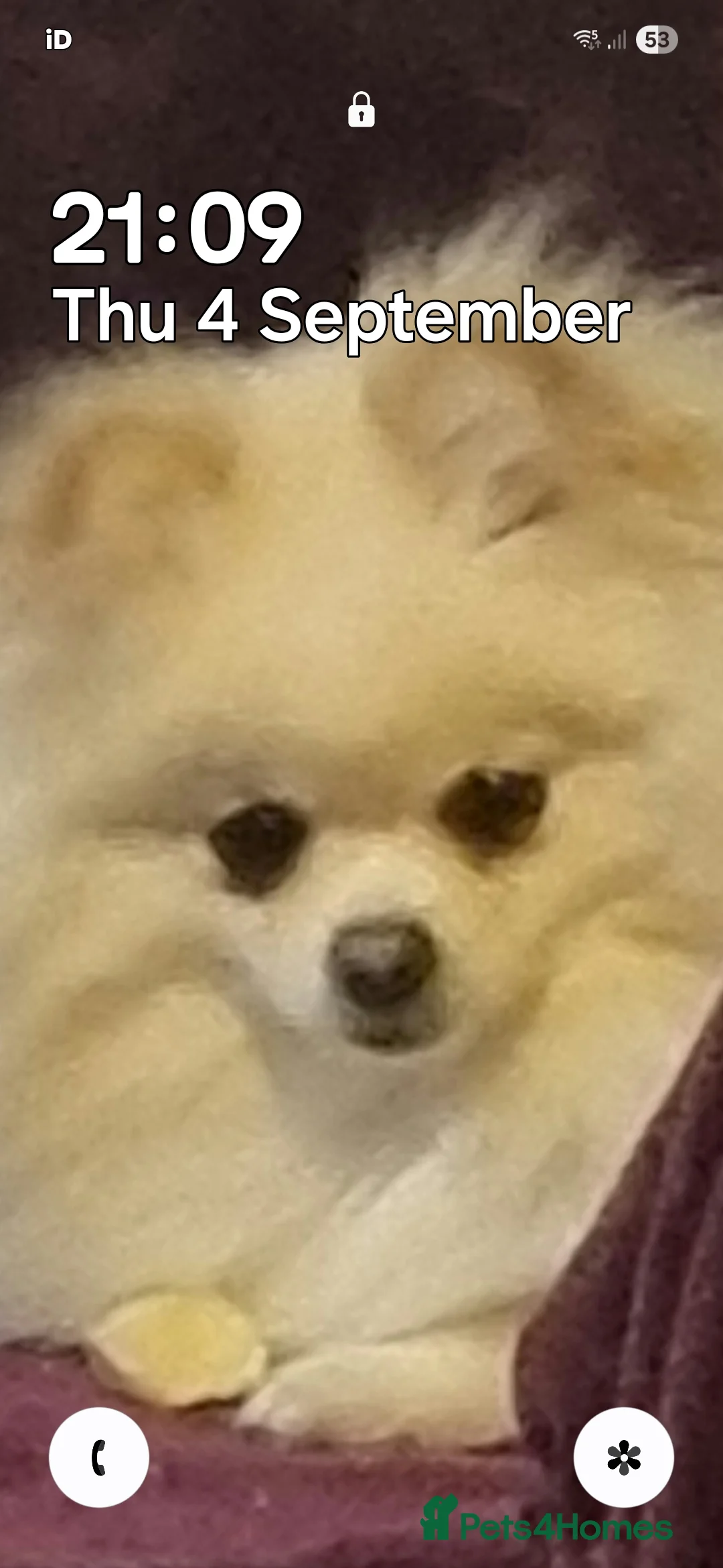 Pomeranian dogs for sale: Pomeranian Adult female Russian lines - Advert 1