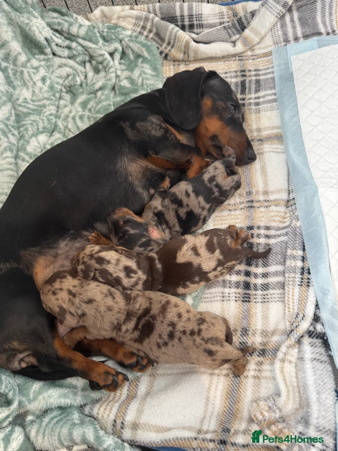 Miniature Dachshund dogs for sale: Miniature Dapple Dachshunds - Advert 13