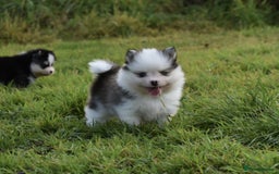 Pomsky dogs for sale: Genuine Toy Size Pomskies - Image 24