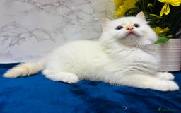 Ragdoll cats for sale: TICA Registered Magnificent Ragdoll kittens  - Image 32
