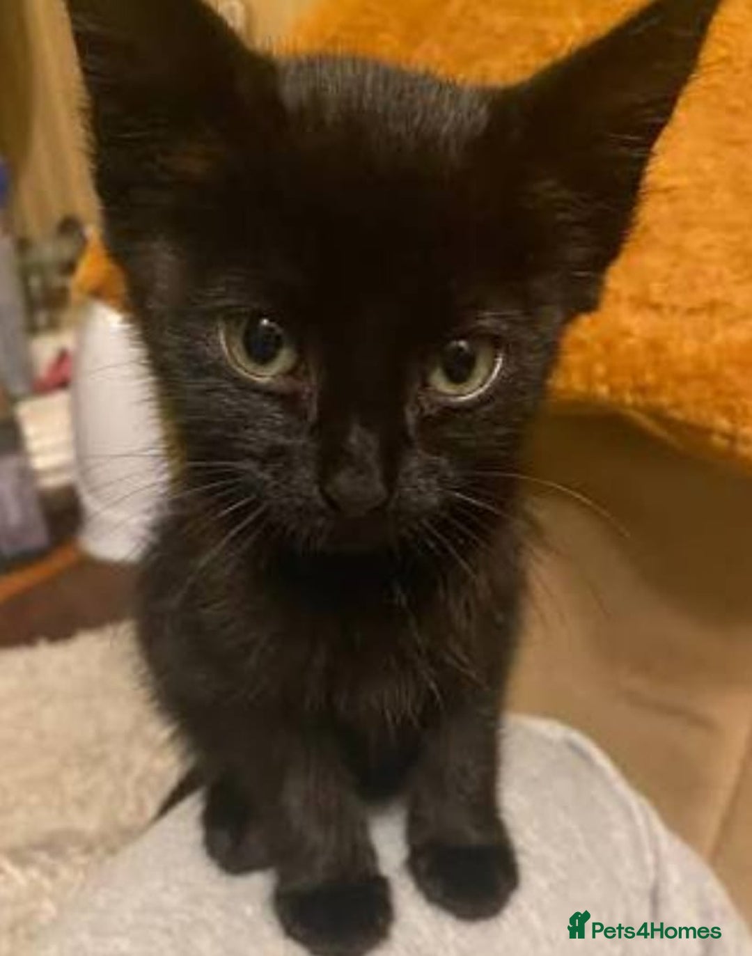 Mixed Breed cats for sale: Kittens ready now - Image 2