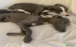 Whippet dogs for sale: Adorable Whippet Puppies for Loving Homes! 🐾💙 - Image 2