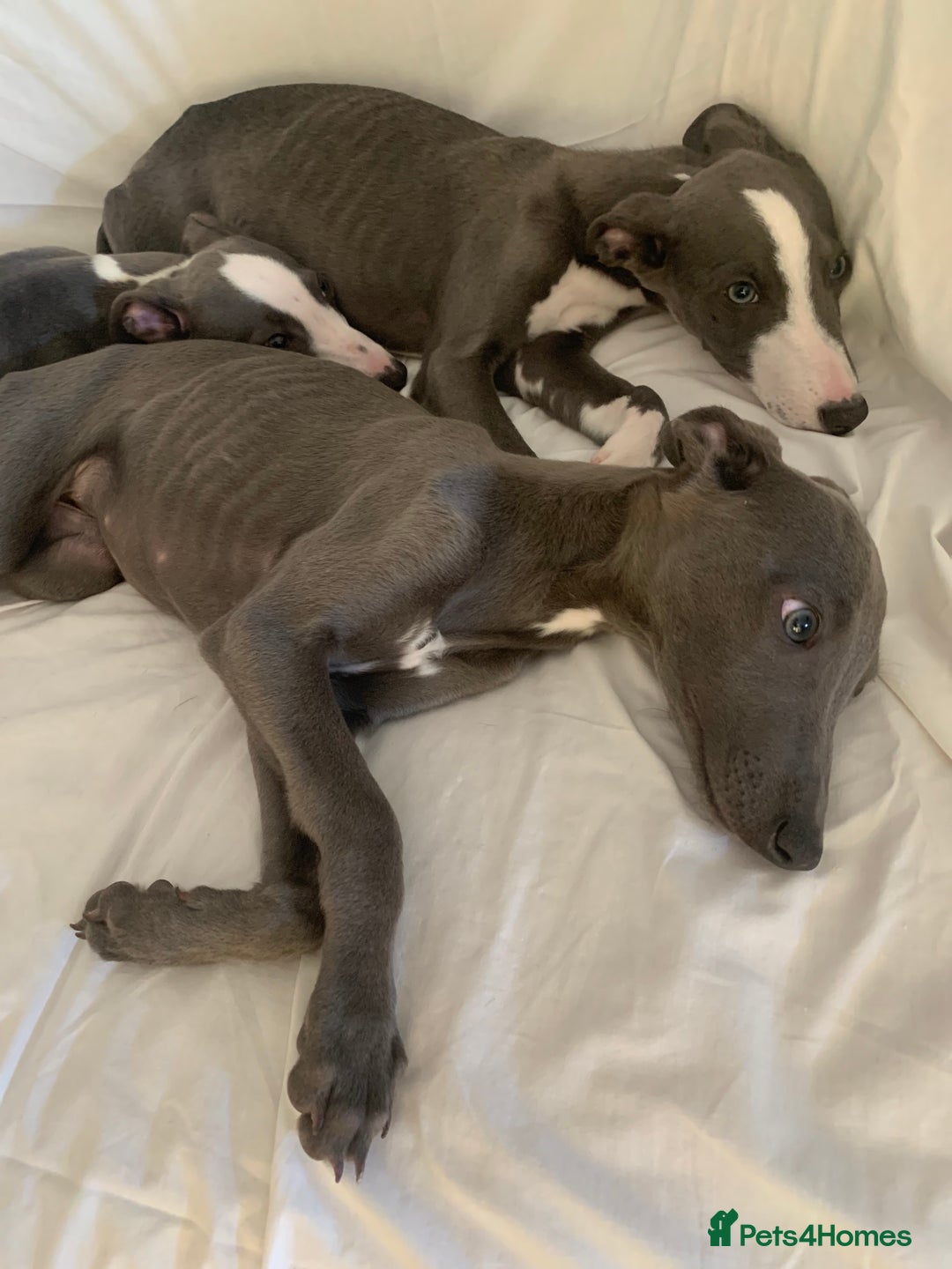 Whippet dogs for sale: Adorable Whippet Puppies for Loving Homes! 🐾💙 - Image 2
