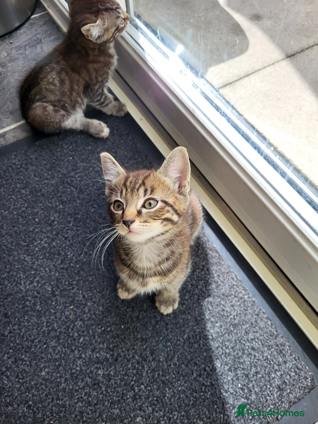 Mixed Breed cats for sale: Adorable kitten's  - Image 19