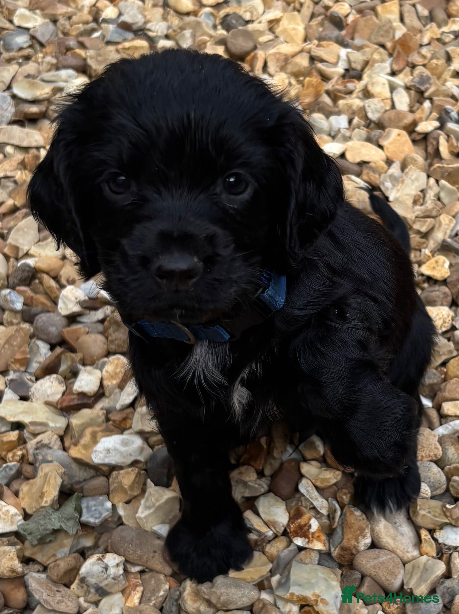 Cocker Spaniel dogs Cocker Spaniel Puppies - Advert 5