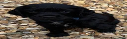 Cocker Spaniel dogs for sale: Cocker Spaniel Puppies - Advert 16