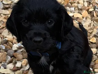 Cocker Spaniel dogs Cocker Spaniel Puppies - Advert 5