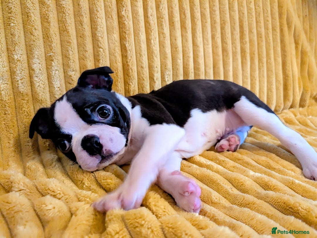 Boston Terrier dogs for sale: Adorable KC reg Boston Terrier Puppies - Image 7