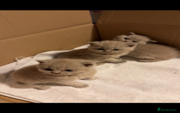 British Shorthair cats for sale: Price reduced Reg gccf Liliac BSH two female  - Image 12