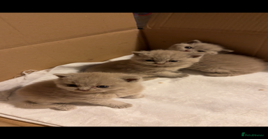 British Shorthair cats - Advert 12