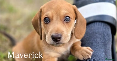 Miniature Dachshund dogs - Advert 8