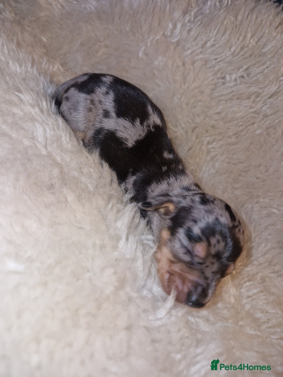 Dachshund dogs for sale: Beautiful litter of mini dachshunds  - Advert 8