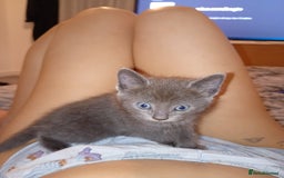 Bombay cats for sale: BSHxRagdoll🐈‍⬛ - Image 8