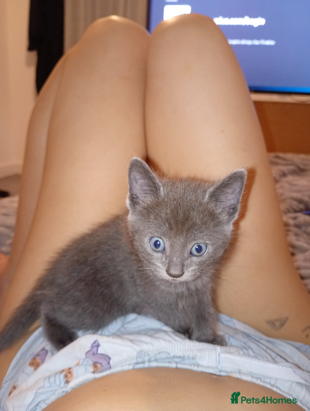 Bombay cats for sale: BSHxRagdoll🐈‍⬛ - Image 8