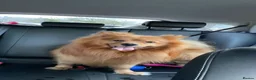 German Spitz dogs for sale: German Spitz in Doncaster - Advert 7