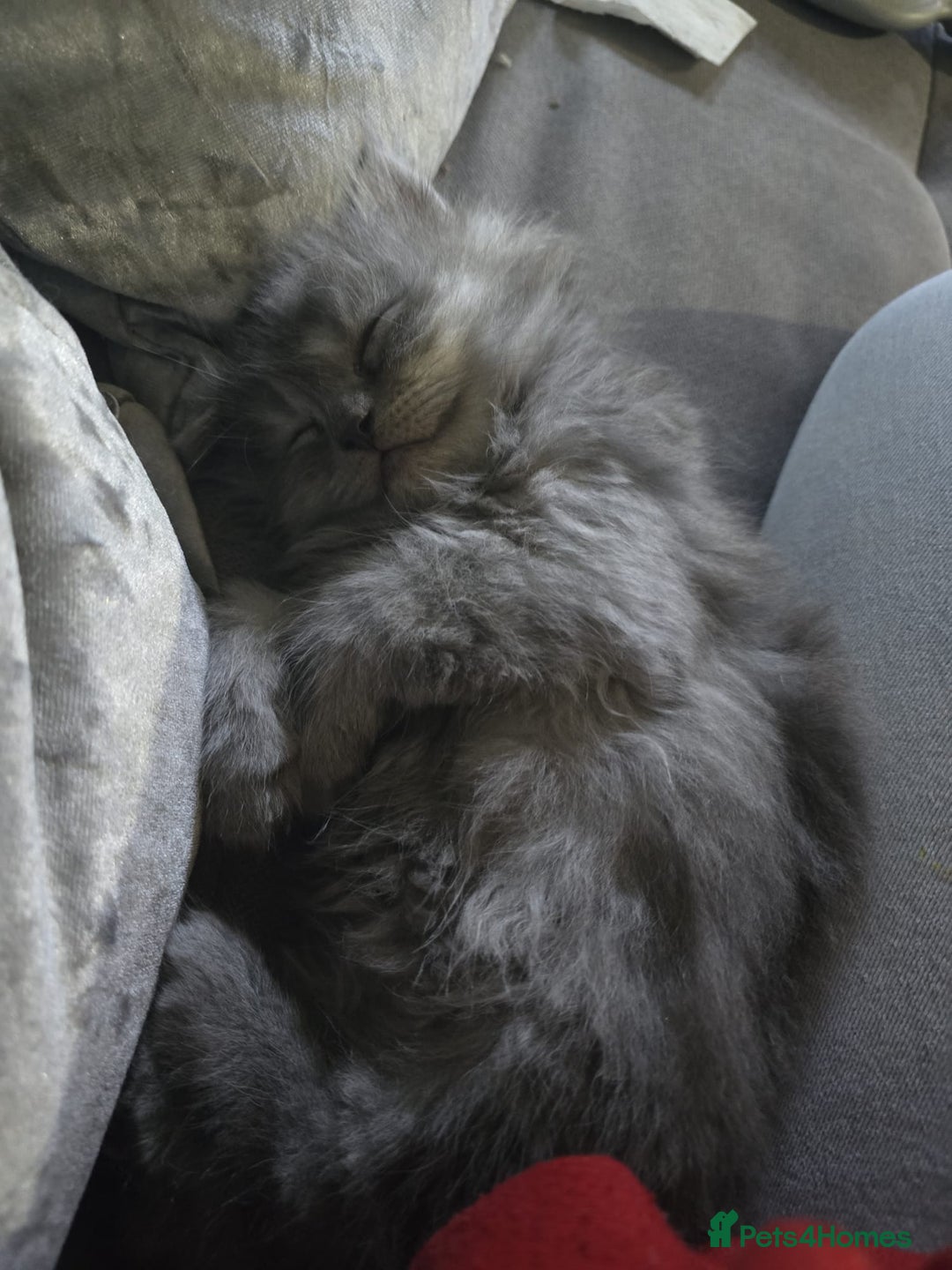 Persian cats for sale: 3 stunning Persian kittens ready now.  - Advert 36