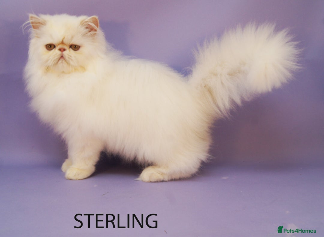 Persian cats for sale: Beautiful Persian Kittens Ready for Forever Homes - Image 10