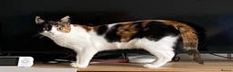 Domestic Shorthair cats for sale: 9 month old spayed female Calico cat - Advert 5