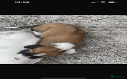 Lurcher dogs for sale: Lurcher pups  - Image 5