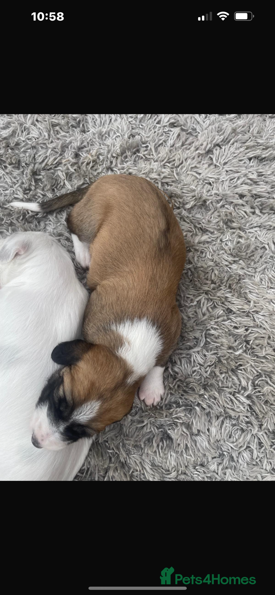 Lurcher dogs for sale: Lurcher pups  - Image 5