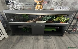 Python Snake reptiles for sale: Ball python with vivarium  - Image 2