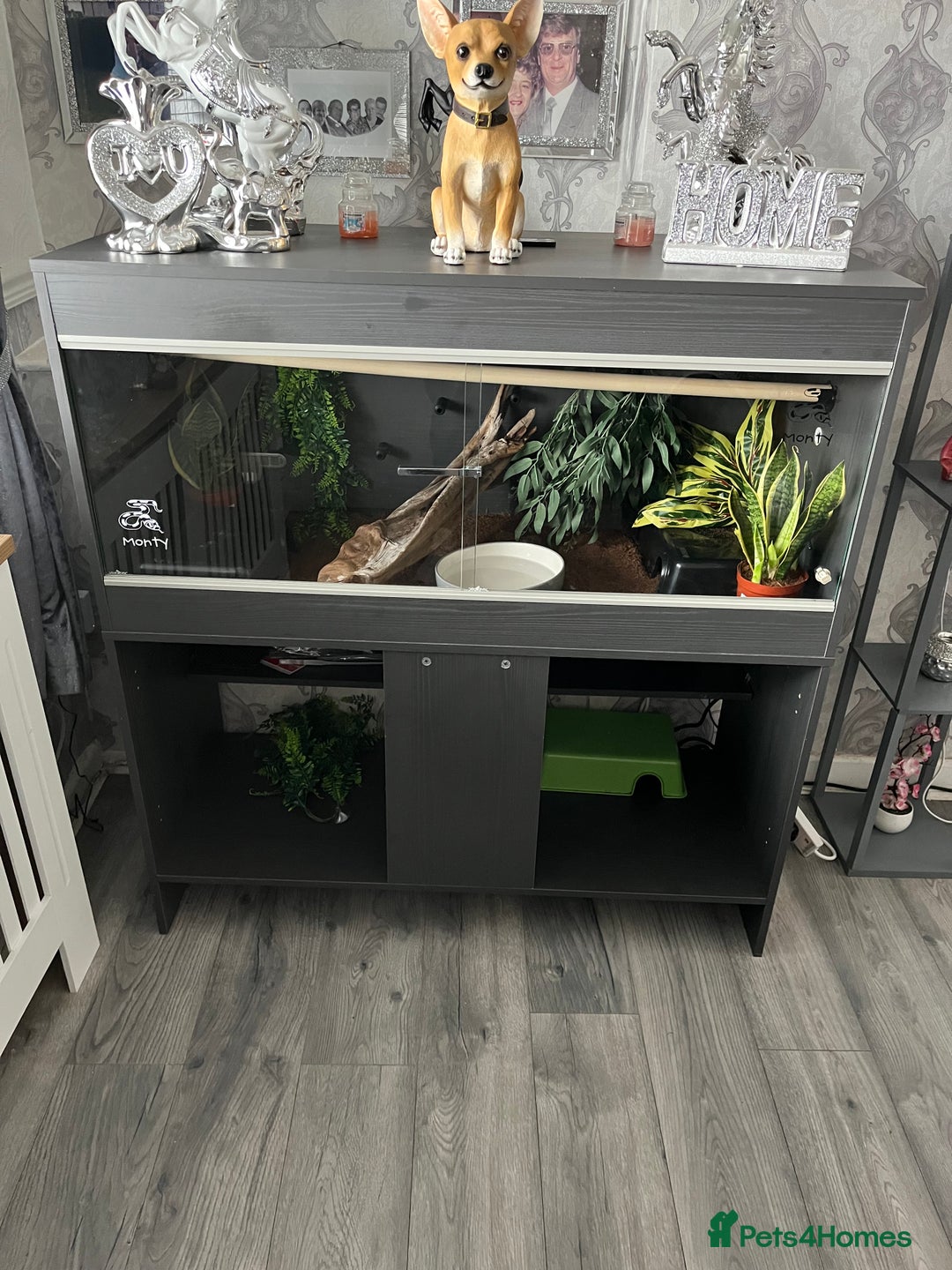 Python Snake reptiles for sale: Ball python with vivarium  - Image 2