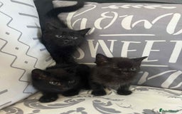 Mixed Breed cats for sale: Male kittens for sale  - Image 2