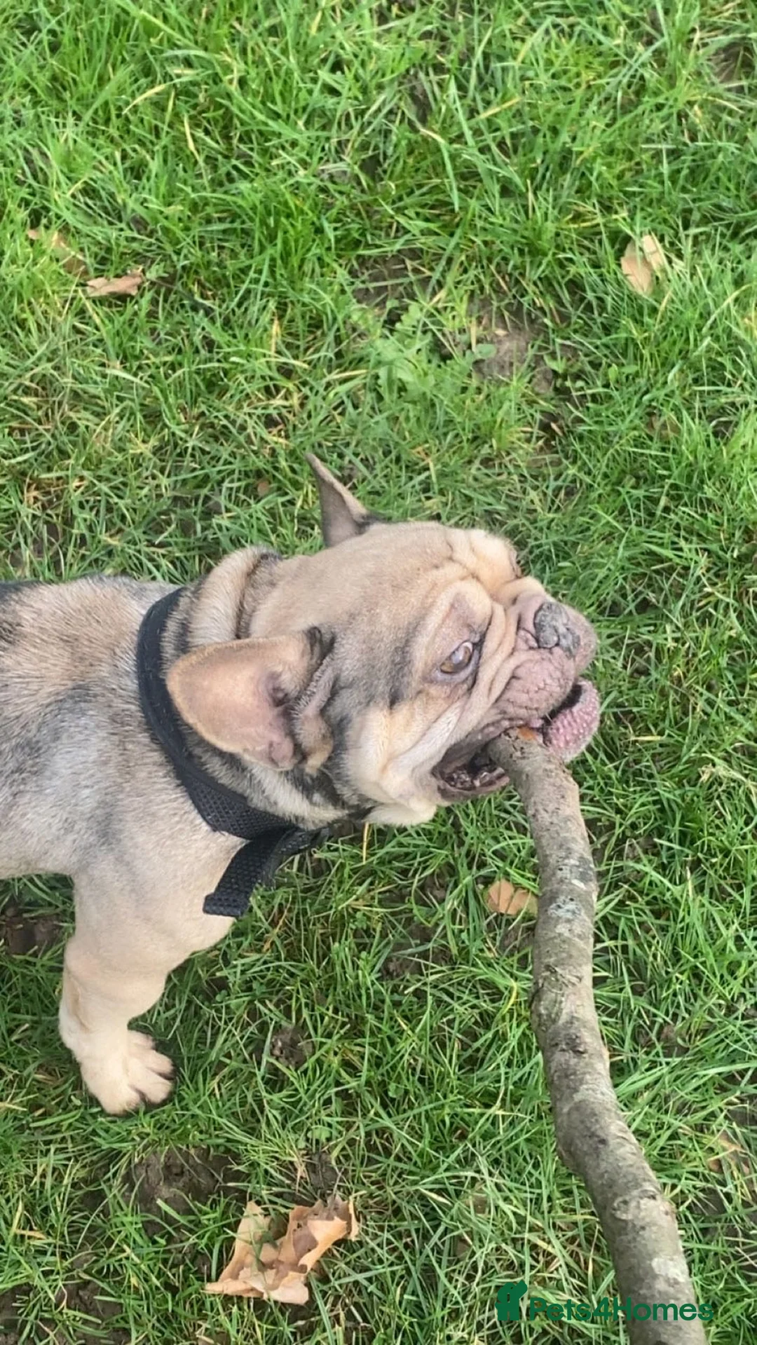 French Bulldog dogs for sale: Bailey - Advert 6