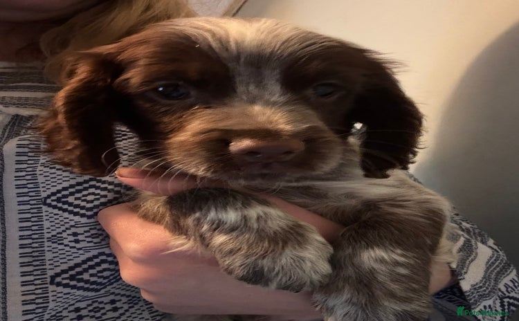 Cocker Spaniel dogs - Advert 16