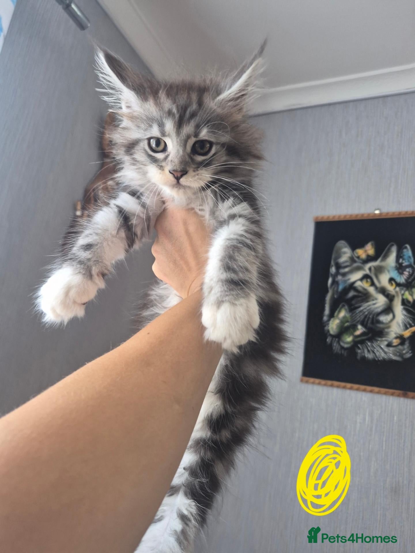 Maine Coon cats Beautiful Maine coon kitten girls  - Advert 1