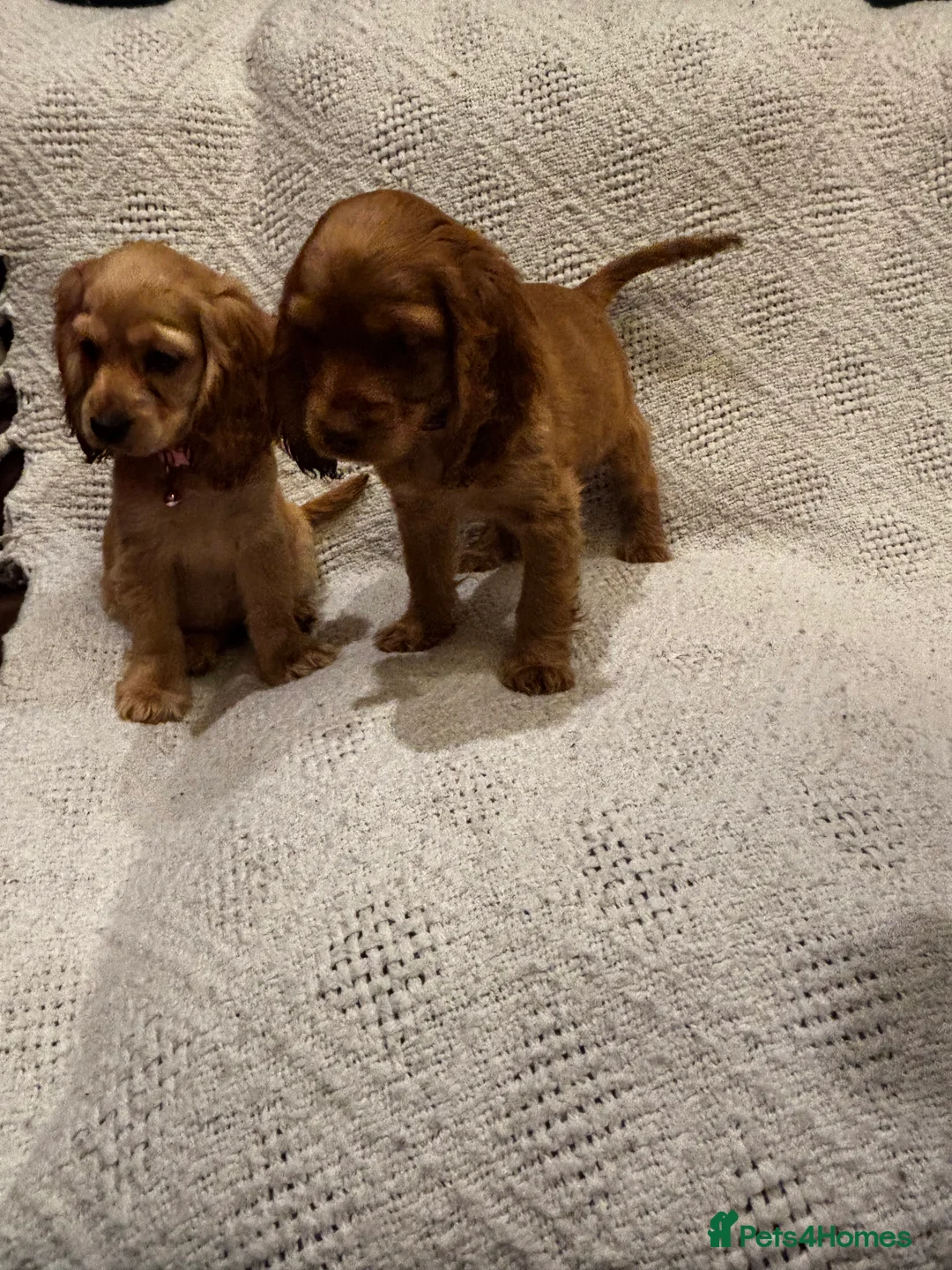 Mixed Breed dogs for sale: America x English Cocker Spaniel Puppies for sale  in Ammanford - Advert 5