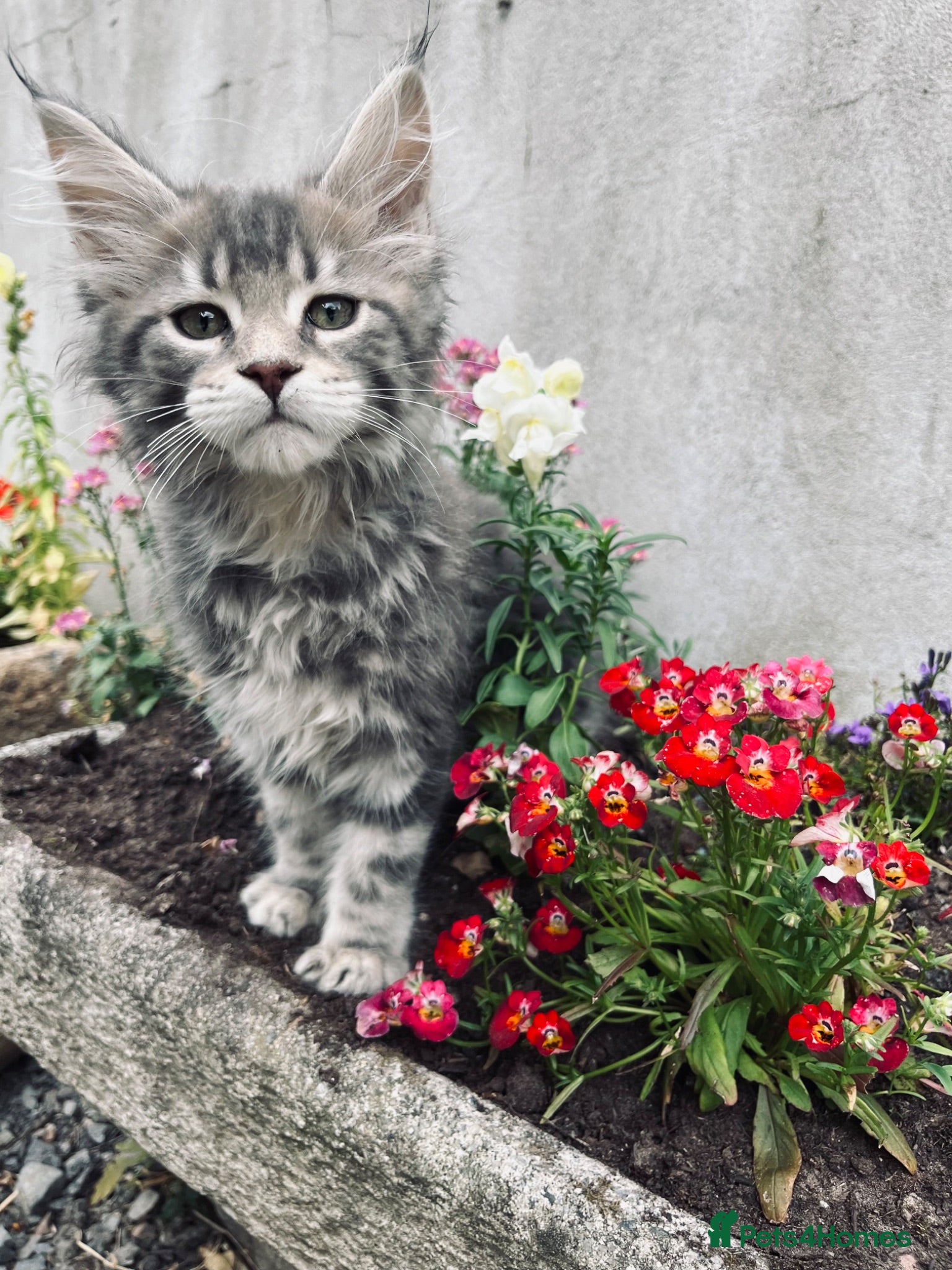 Maine Coon cats Stunning pedigree Maine coon kittens TICA  - Advert 1