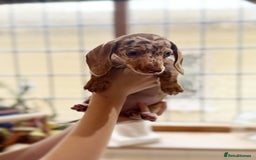 Miniature Dachshund dogs for sale: Health tested Mini dachshund puppies  - Image 6