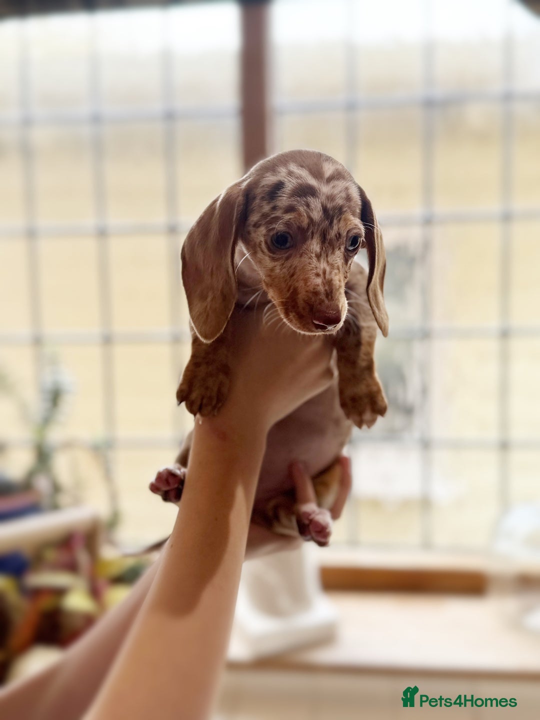 Miniature Dachshund dogs for sale: Health tested Mini dachshund puppies  - Image 6