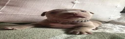 American Bully dogs for sale: Pocket Bully Puppies  - Advert 13