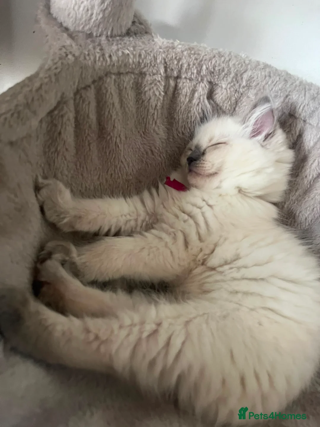 Ragdoll cats for sale: Ragdoll kittens - Advert 2
