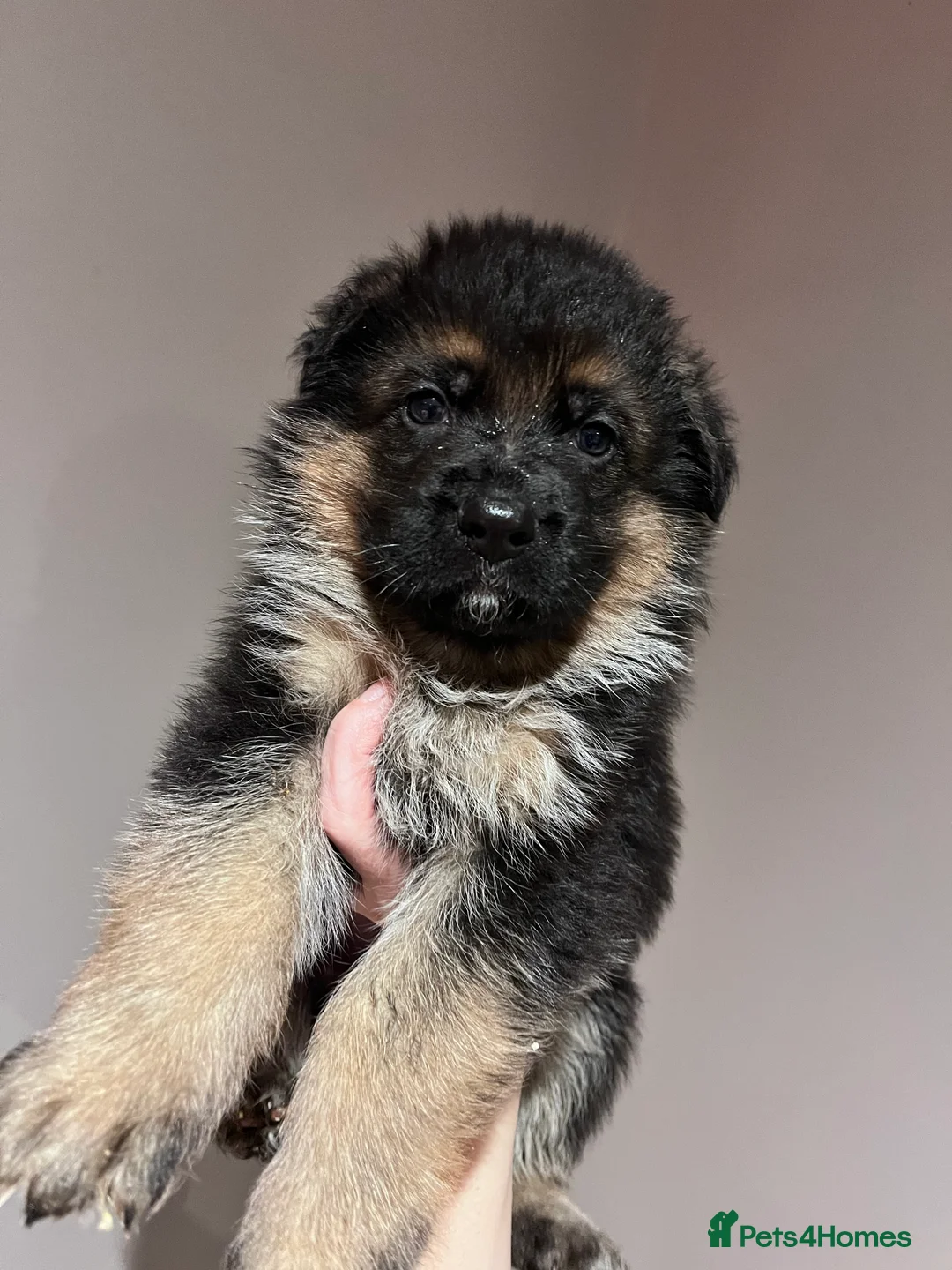 German Shepherd dogs for sale: Beautiful KC reg German Shepherd puppies for sale  - Advert 12