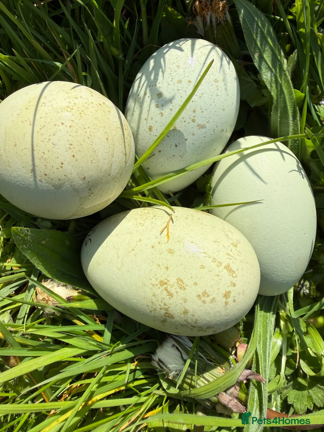 Chickens poultry for sale: Opal legbars, Aracuanas, rare silverudd  - Advert 1