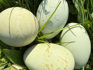 Chickens poultry Opal legbars, Aracuanas, rare silverudd - Advert 16