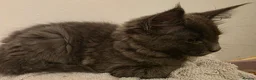 Ragcoon cats for sale: Beautiful smoke blue rag coon  - Advert 2