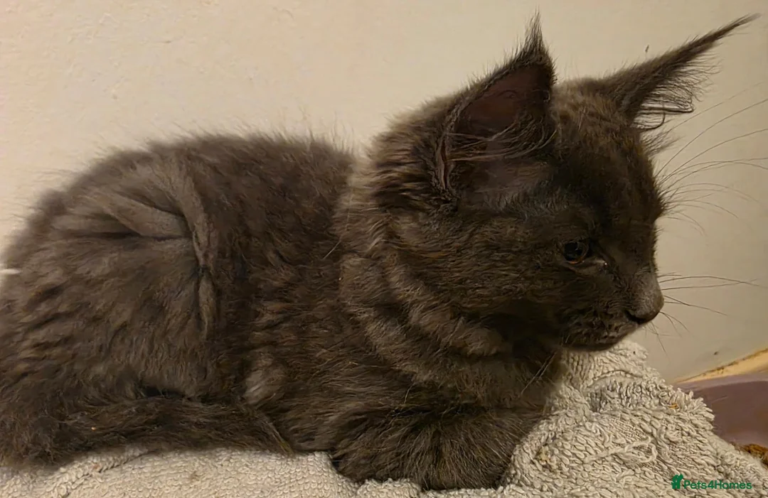 Ragcoon cats for sale: Beautiful smoke blue rag coon  - Advert 2